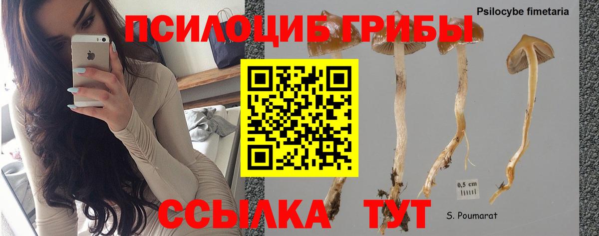 Псилоцибиновые грибы мицелий Сергиев Посад